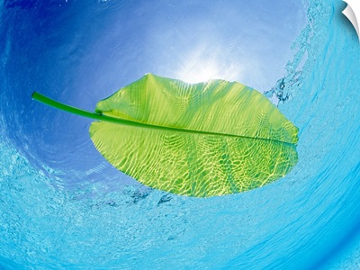 Banana leaf floating on the sea