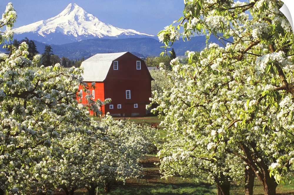 Red barn in a blooming pear orchard below Mt. Hood in the Hood River Valley, Oregon.