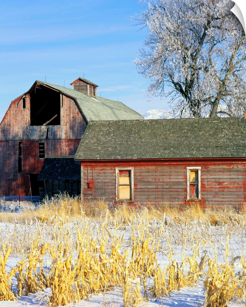 A winter farmyard scene near Trenton, Utah.