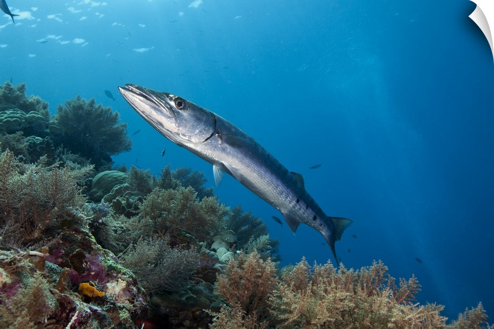 Great barracuda (Sphyraena barracuda) near a healthy reef system, Palau Islands, Micronesia.
