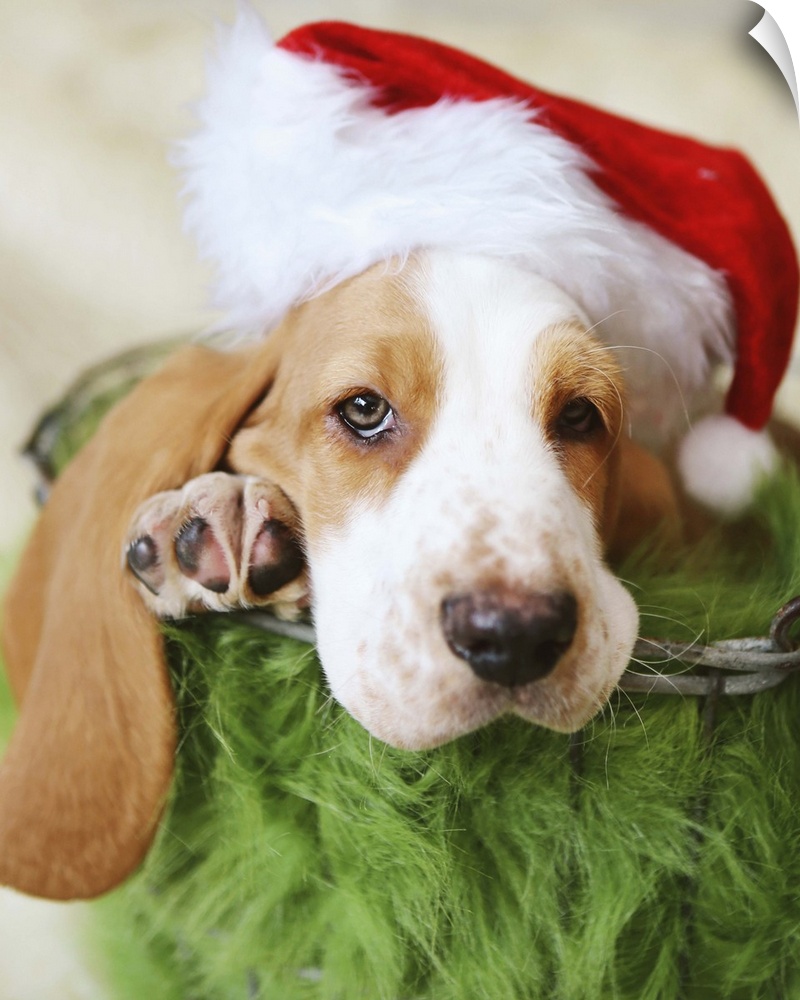 basset hound puppy christmas photo