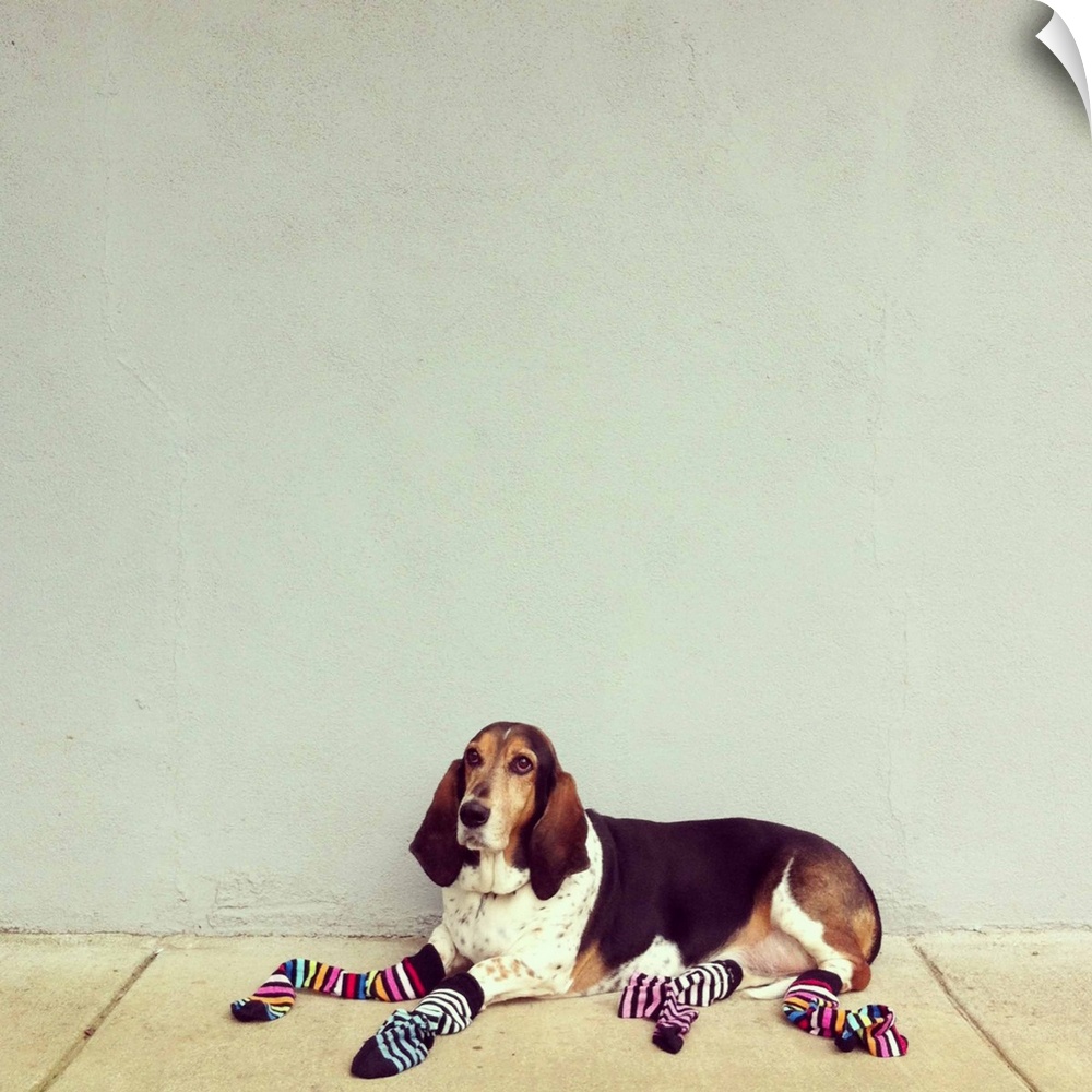Basset hound wearing colorful striped socks.