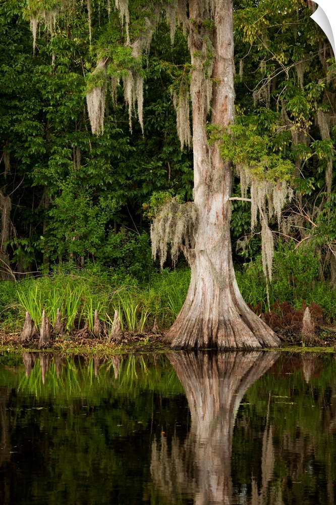 USA, Louisiana, New Orleans, Cypress reflected in bayou along Highway 61 on stormy summer afternoon