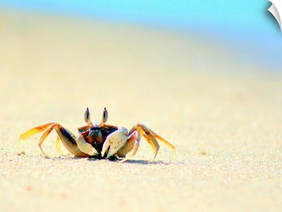 Beach crab on Koh Lanta, Thailand.