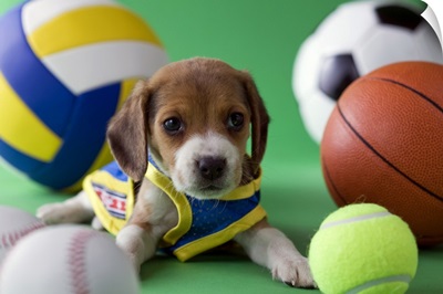 Beagle Puppy and Sports