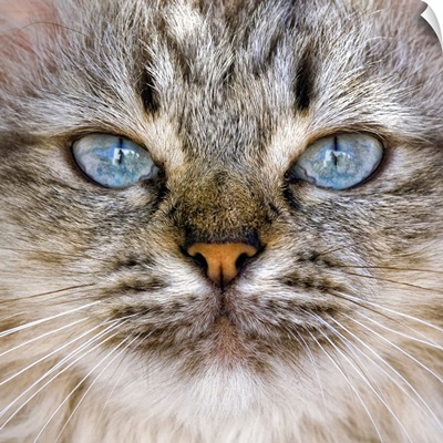 Beautiful blue eyes of a longhaired cat