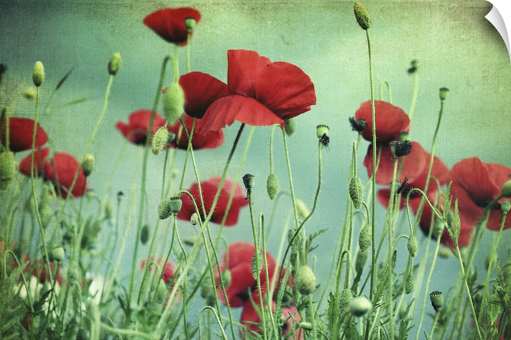 Beautiful red poppies with green-blue textured background.