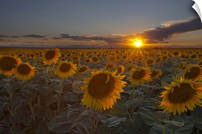Beautiful sunflower field at sunset in rural Colorado.