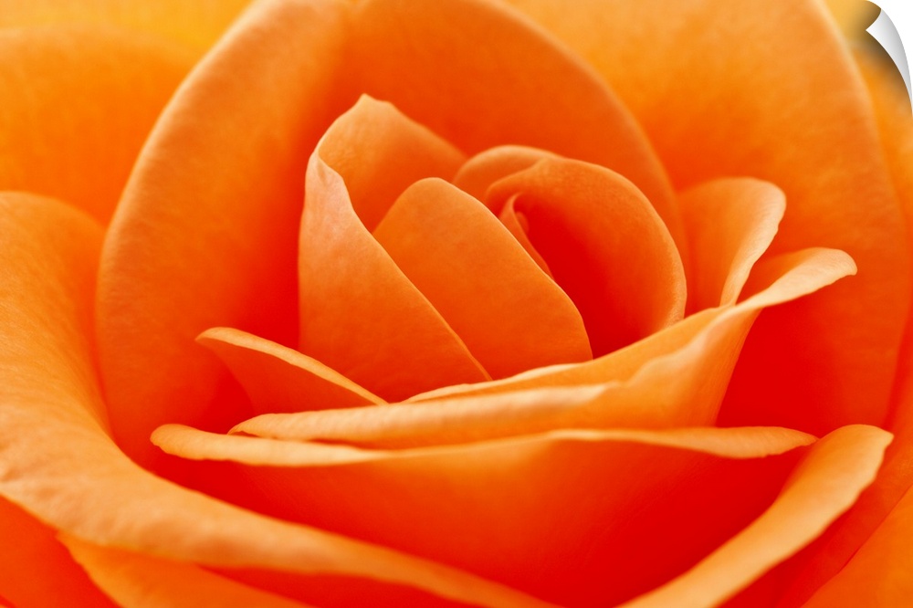 Macro photo of a bright colored rose and it's petals layering next to each other.