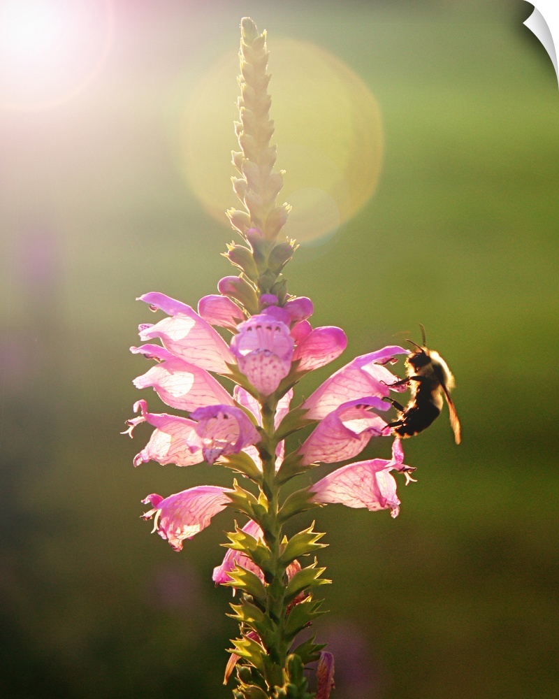 Bee collecting pollen from purple flower in evening sunlight.