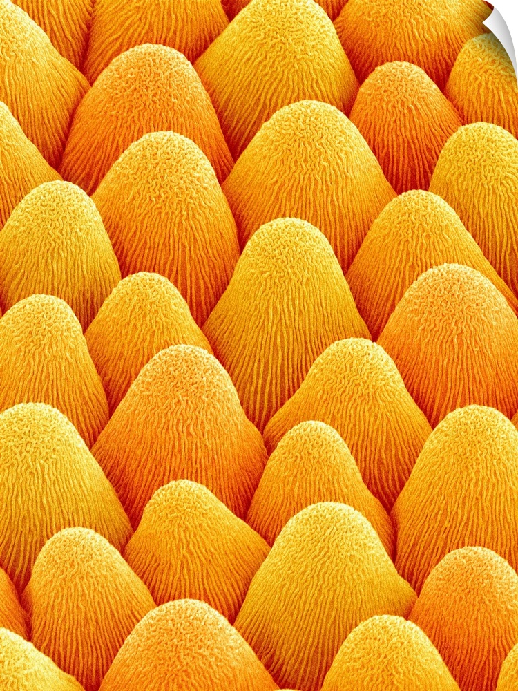 Petal of a Bellflower at a magnification of x1000.