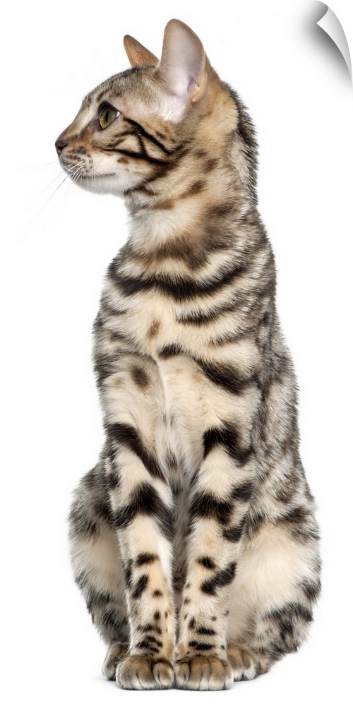 Bengal kitten (4 months old) sitting and looking left