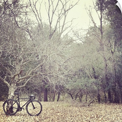 Bicycle awaits at entrance to forest.