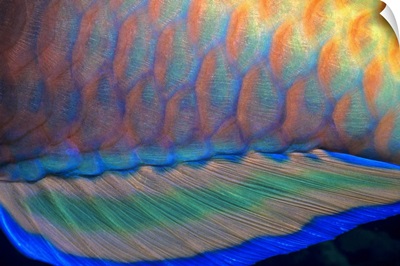 Bigeye Priacanthus hamrur, close-up of fin