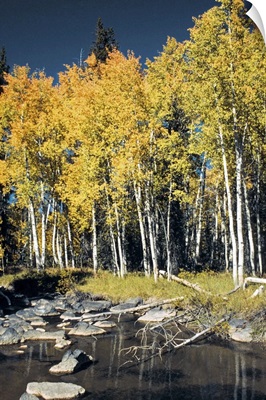 Birch trees along a stream, Cedar Breaks National Monument, Utah, USA