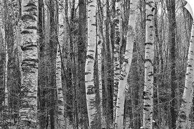 Birches stand clustered on Savoy Mountain near Tannery Falls.
