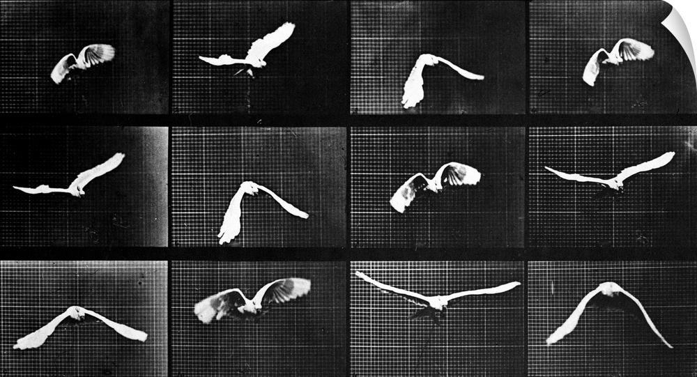A bird flies in a series of photographs depicting motion.