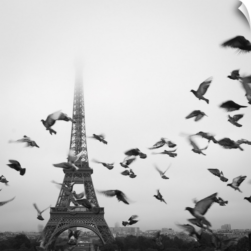 Birds fly in front of the Eiffel Tower on a foggy, misty day in Paris, France