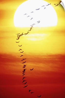 Birds flying in formation, sunset