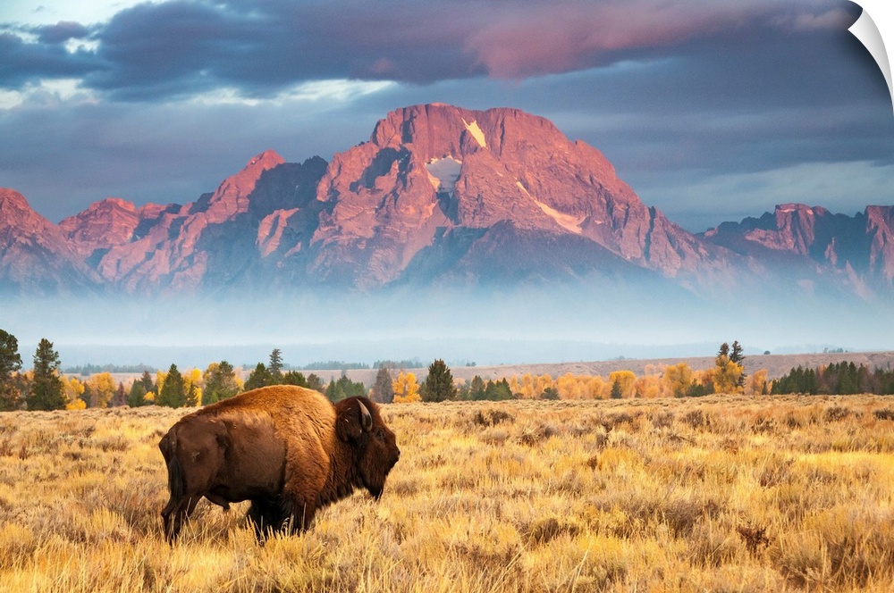 A bison stands in front of Mount Moran, north of Jackson Hole, Wyoming.