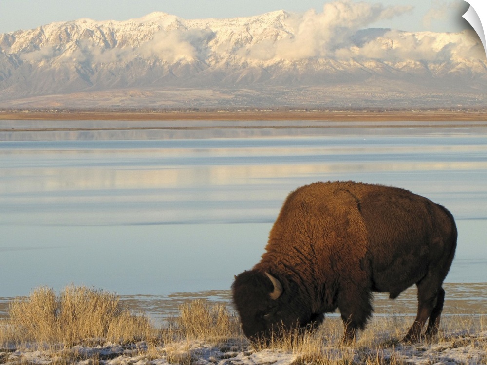 Bison grazing in winter on Antelope Island in Great Salt Lake with snowy Wasatch Mountains in background.