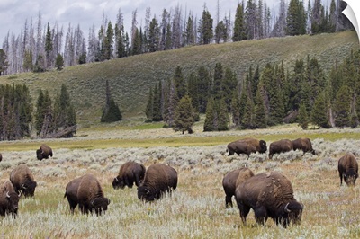 Bison in the Hayden Valley of Yellowstone National Park.