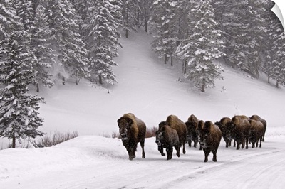 Bison in winter, Yellowstone National Park.