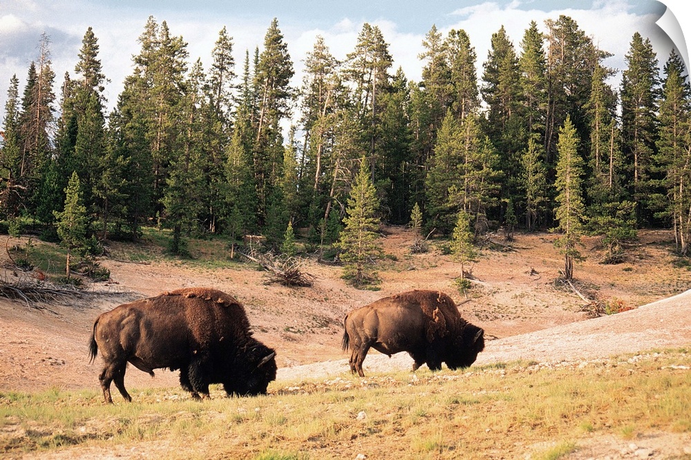 Bison in Yellowstone National Park , Wyoming