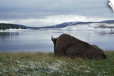 Bison Resting With Snow On Its Back, Yellowstone National Park, Wyoming, Usa
