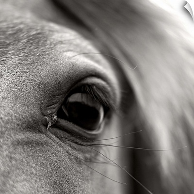 Black and white close up of eye lashes of horse.