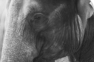 Black and White Elephant portrait