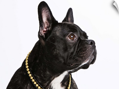 Black French Bulldog wearing a black and golden collar
