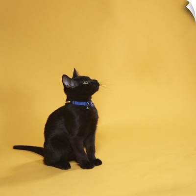 Black kitten in collar, studio shot