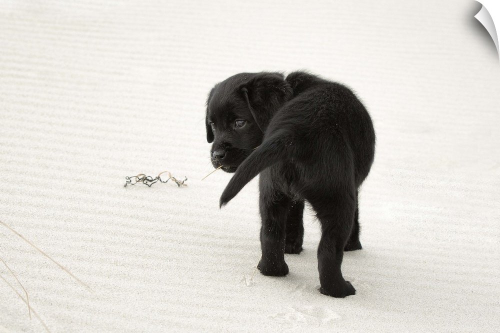 8 week old, black labrador retriever puppy on a white sand beach looking over her shoulder back towards the camera with a ...