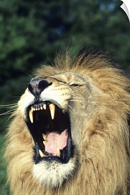 Black-maned male African lion yawning, headshot, Africa