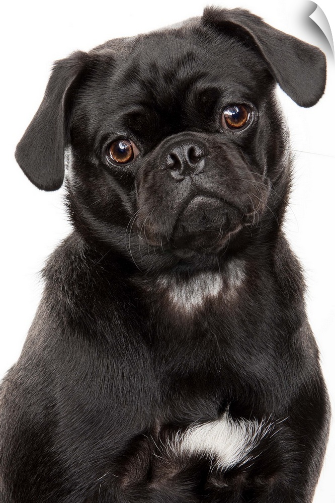 Black pug looking forward on a white background in studio