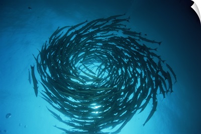 Blackfin barracuda swimming in circles , Malaysia