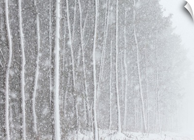 Blizzard blankets trees in snow.