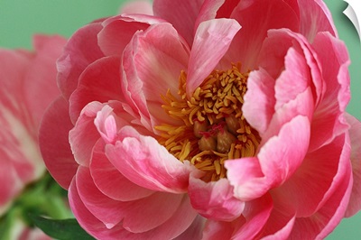 Blooming pink peony with tight crop and green background.