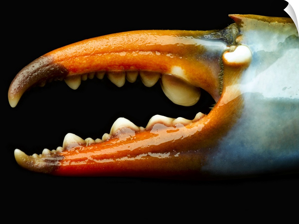 The claw of a blue crab is photographed very closely to show its detail.