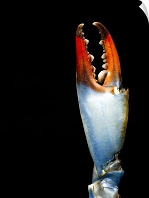 Blue crab claw, detail