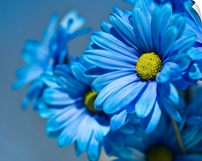 Blue daisies flowers.