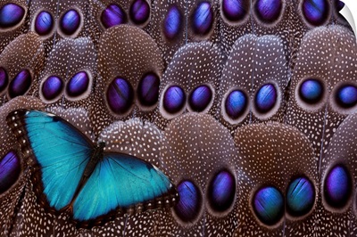 Blue Morpho Resting On Tail Feather Design Of The Grey's Peacock Pheasant