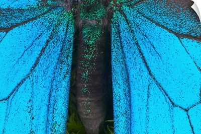 Blue mountain swallowtail (Papilio ulysses) wings and abdomen, detail