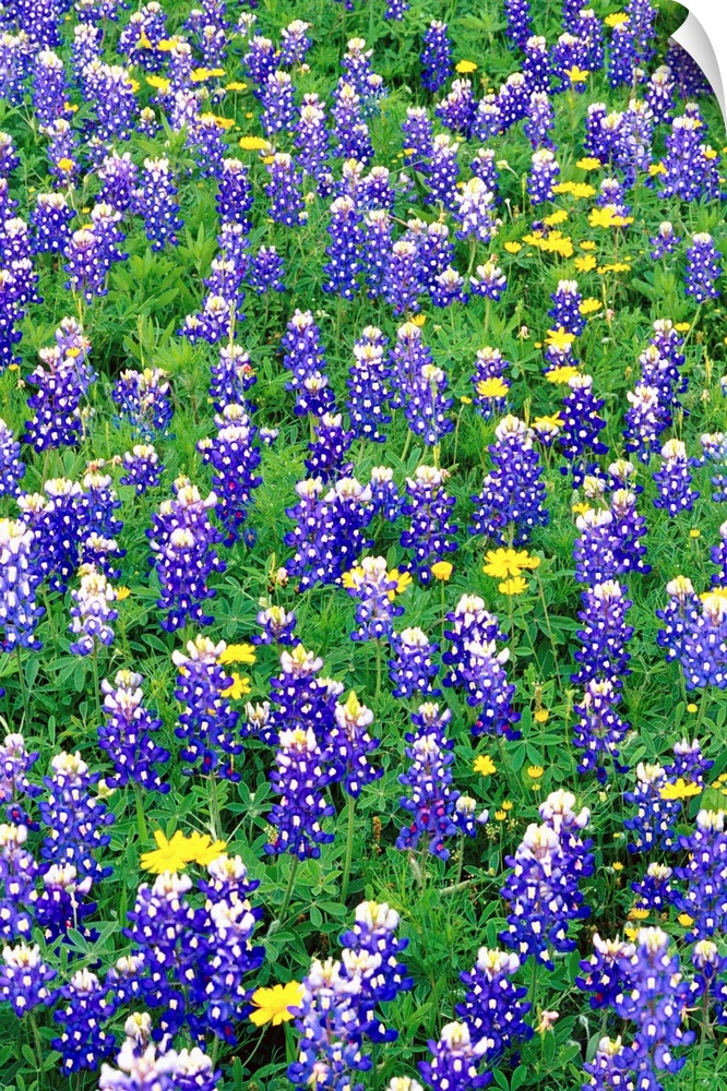 Bluebonnets And Flax