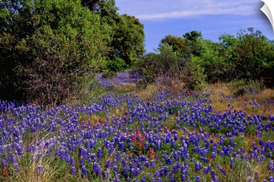 Bluebonnets, Texas Hill Country