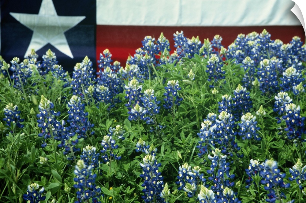 Bluebonnets are the state flower of Texas.