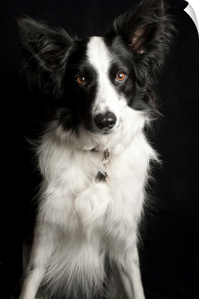 An inquisitive Border Collie posing for the camera.