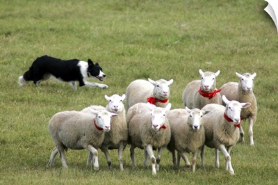 Border Collie herding sheep