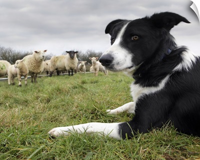 Border collie in field with sheep